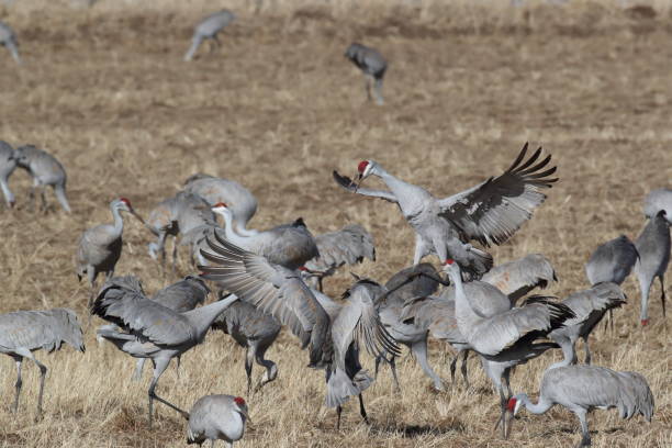 istock Sandhill Crane Bosque del Apache Wildlife Reserve New Mexico USA 1212028048