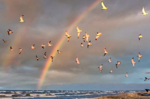 istock Birds over a Baltic Sea Beach on a Sunny Day with Rainbow 1212028146