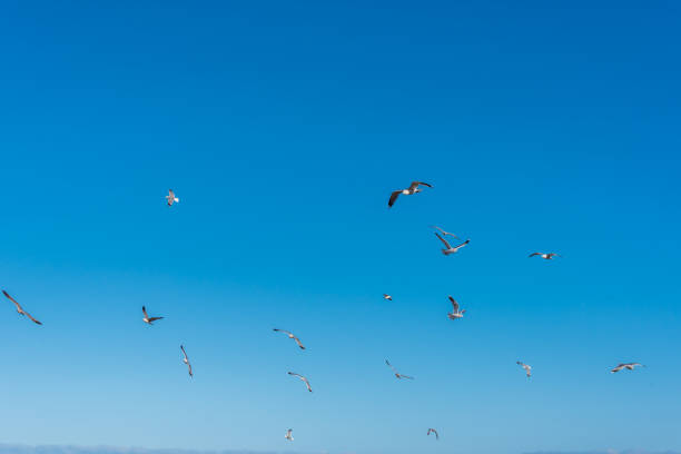 istock Birds over a Baltic Sea Beach on a Sunny Day 1212028178
