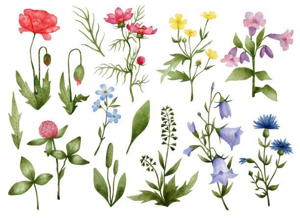 zestaw akwareli z kwiatami łąkowymi - wildflower set poppy daisy stock illustrations