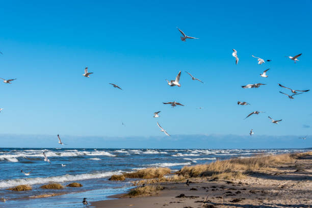 晴れた日にバルト海のビーチの上の鳥 - sunny day sunlight seagull ストックフォトと画像