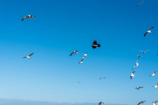 istock Birds over a Baltic Sea Beach on a Sunny Day 1212028429