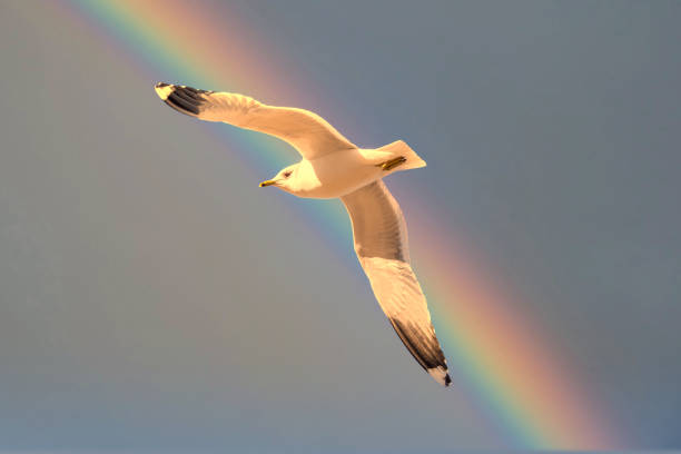 Seagull over a Baltic Sea Beach on a Sunny Day with Rainbow