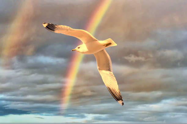 istock Seagull over a Baltic Sea Beach on a Sunny Day with Rainbow 1212029365