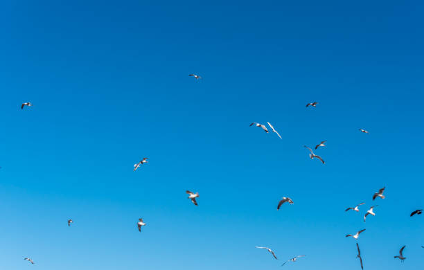 istock Birds over a Baltic Sea Beach on a Sunny Day 1212029399