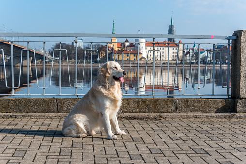 Golden Retriever Posing in Riga Latvia on a Sunny Day