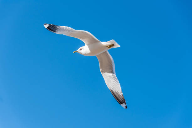 istock Seagull over a Baltic Sea Beach on a Sunny Day 1212029659