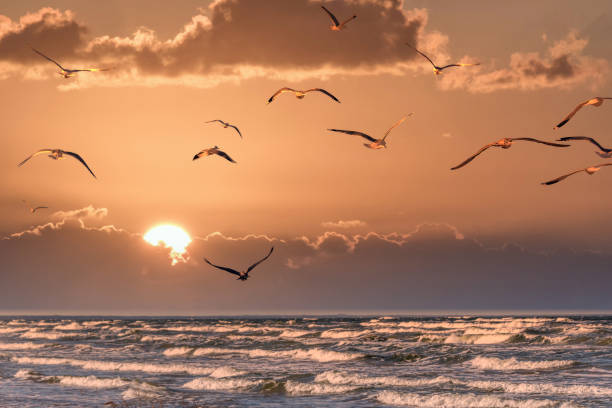 istock Birds at Sunset over a Baltic Sea Beach on at Sunset 1212029874