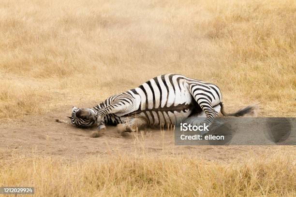 Ngựa Vằn Đang Lăn Trên Mặt Đất Miệng Núi Lửa Ngorongoro Tanzania Hình ảnh Sẵn có - Tải xuống Hình ảnh Ngay bây giờ