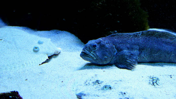 istock Berlin aquarium. Camouflage on the seabed 1212029976
