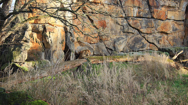 istock A pair of lions meets dawn 1212029983