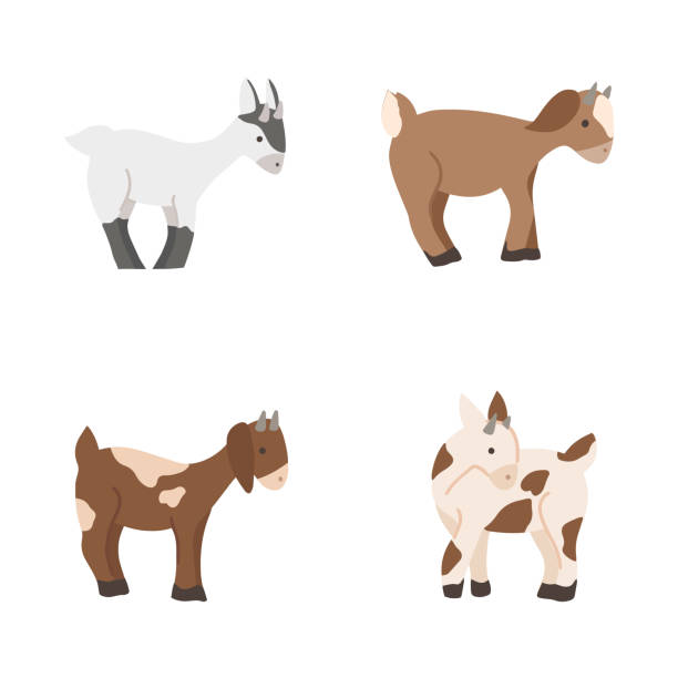 Cute Baby Goats Vector Set Isolated On White Background Farm Animal Goat  Cartoon Character Illustration Stock Illustration - Download Image Now -  iStock