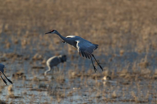istock Sandhill Crane Bosque del Apache Wildlife Reserve New Mexico USA 1212031521
