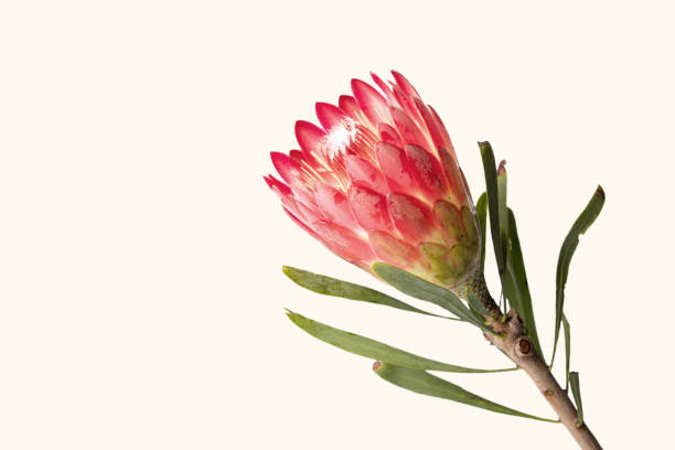 istock Close-up of a protea flower isolated on a white background 1212032721