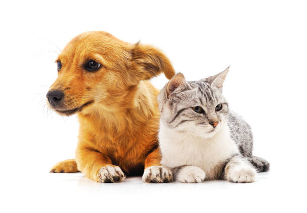 istock Kitten and puppy. 1212032757