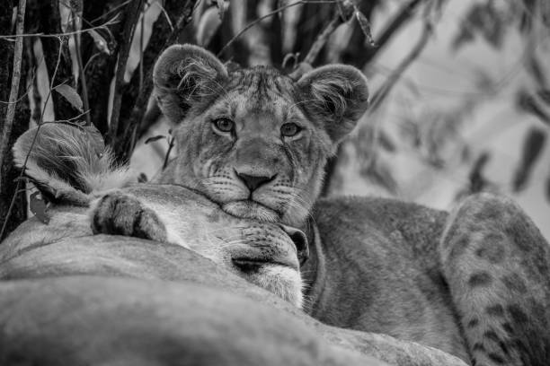 istock Resting lion cub and mother 1212033696