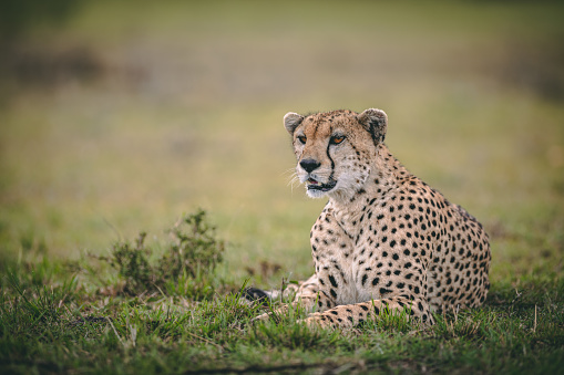 A lone female cheetah rests during the heat of the day