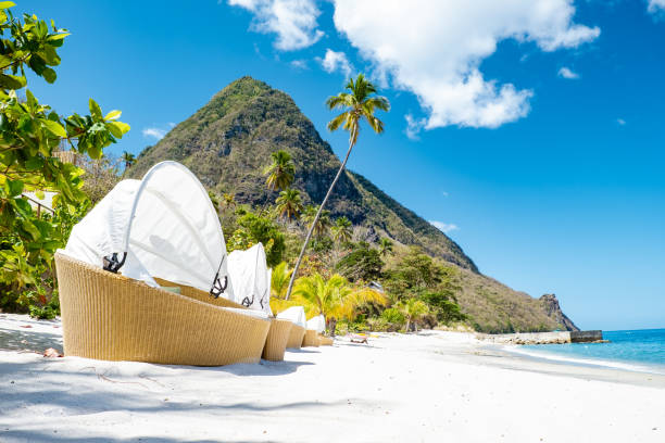 socker strand saint lucia , en offentlig vit tropisk strand med palmer och lyxiga solstolar på stranden på ön st lucia karibien - luciatåg bildbanksfoton och bilder