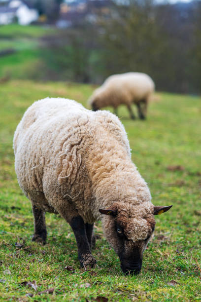 녹색 초원에 서서 신선한 잔디를 먹는 양의 초상화. 자유로운 범위의 축산, 동물 복지 또는 양들의 윤리적 번식의 개념. 정면도, 배경 흐림 - sheep grazing vertical photography 뉴스 사진 이미지
