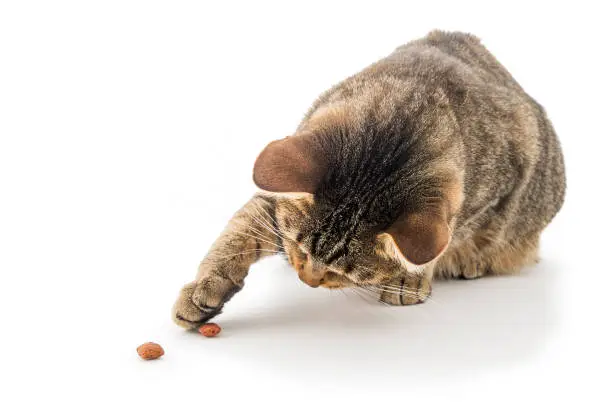 Nice tabby cat playing with cat snack on white background.