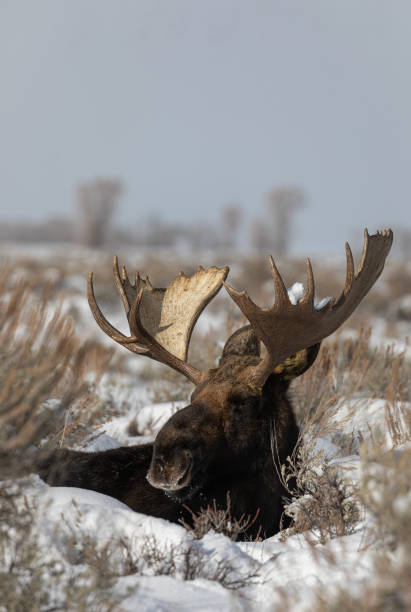 istock Bull Moose Beeded in Sagebrush in Winter 1212037941