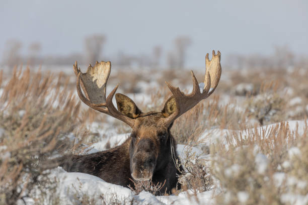 istock Bull Moose Beeded in Sagebrush in Winter 1212037952