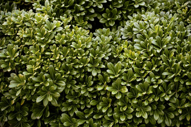 istock Green leaves pattern background, Natural background and wallpaper 1212038188