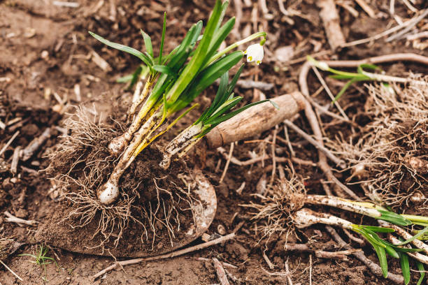 Repotting spring flowers in garden. Fresh spring snowflake flowers with bulb roots, green stems and ground close up. Hello spring. Awakening of nature. Conservation of species Repotting spring flowers in garden. Fresh spring snowflake flowers with bulb roots, green stems and ground close up. Hello spring. Awakening of nature. Conservation of species leucojum vernum stock pictures, royalty-free photos & images