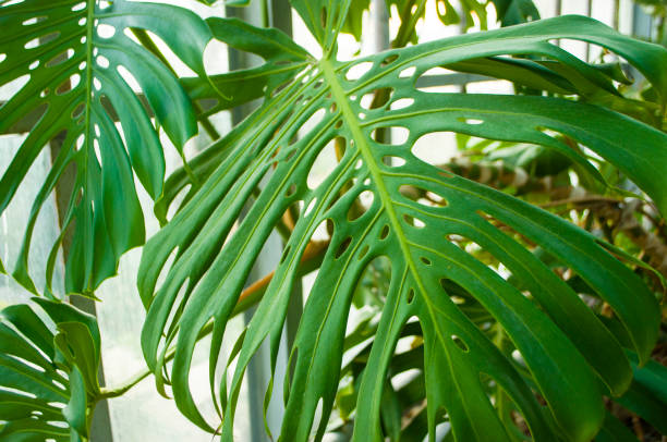 istock Beautiful green monstera leaves. 1212038451