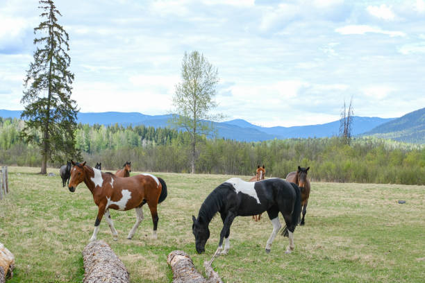istock Several horses grazing in a field at the ranch on bright summer day 1212039398