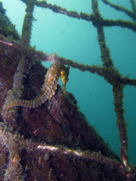 z bliska żółtego konia morskiego whites, koń morski (hippocampus whitei) przylgnięcie do sieci rekina watsons bay basen wodny - mammal hippocampus zdjęcia i obrazy z banku zdjęć