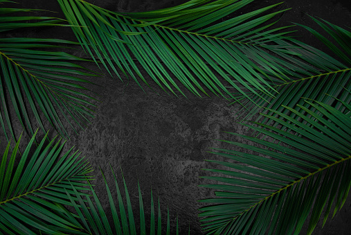 Dark green tropical palm leaves mockup on natural black stone background with copyspace top view. Leave frame made of exotic palm tree