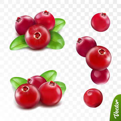 3d realistic vector berries set, fresh cranberry fruit with leaves