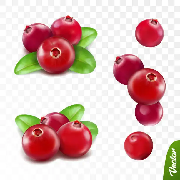 Vector illustration of 3d realistic vector berries set, fresh cranberry fruit with leaves isolated