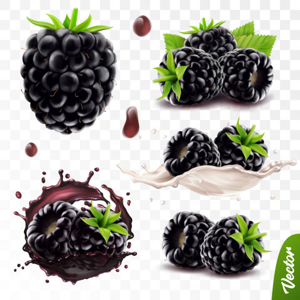 3d realistic transparent isolated vector set, whole and slice of blackberry, blackberry in a splash of juice with drops, blackberry in a splash of milk or yogurt 3d realistic transparent isolated vector set, whole and slice of blackberry, blackberry in a splash of juice with drops, blackberry in a splash of yogurt half transparent stock illustrations