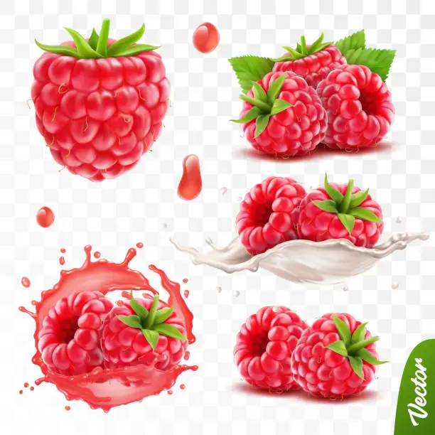 Vector illustration of 3d realistic transparent isolated vector set, whole and slice of raspberry, raspberry in a splash of juice with drops, raspberry in a splash of milk or yogurt