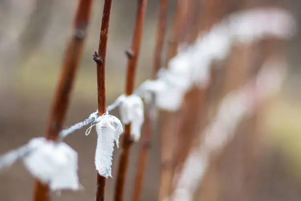 Young raspberry bushes are tied to a stretched wire. Spring garden work. Close up. Blurred backdrop.