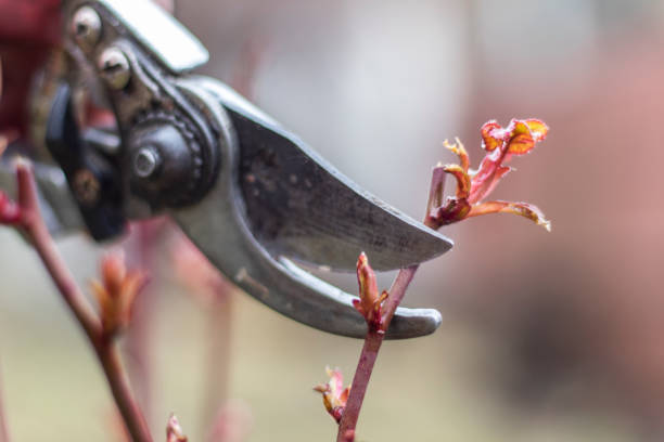 Pruning rose bushes. Spring work in a backyard. Pruning shears and bush close up. Blurred background. stock photo