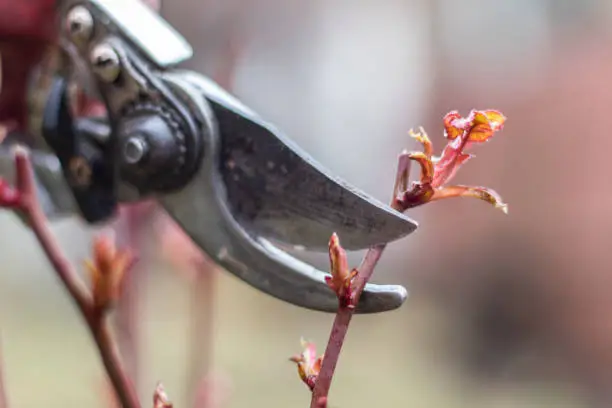 Photo of Pruning rose bushes. Spring work in a backyard. Pruning shears and bush close up. Blurred background.