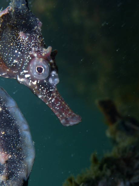 z bliska brązowy kolor whites koń morski, koń morski (hippocampus whitei) przylgnięcie do sieci rekina watsons bay basen wodny - mammal hippocampus zdjęcia i obrazy z banku zdjęć