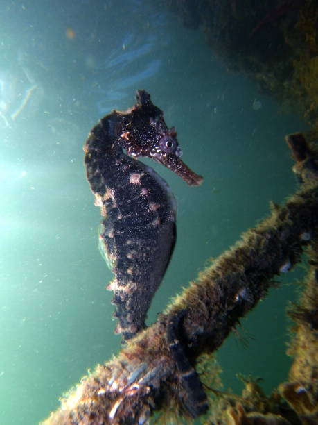 z bliska brązowy kolor whites koń morski, koń morski (hippocampus whitei) przylgnięcie do sieci rekina watsons bay basen wodny - mammal hippocampus zdjęcia i obrazy z banku zdjęć