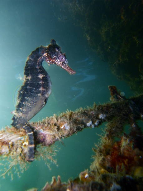 z bliska brązowy kolor whites koń morski, koń morski (hippocampus whitei) przylgnięcie do sieci rekina watsons bay basen wodny - mammal hippocampus zdjęcia i obrazy z banku zdjęć