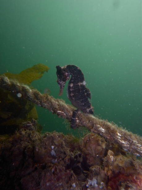 z bliska brązowy kolor whites koń morski, koń morski (hippocampus whitei) przylgnięcie do sieci rekina watsons bay basen wodny - mammal hippocampus zdjęcia i obrazy z banku zdjęć