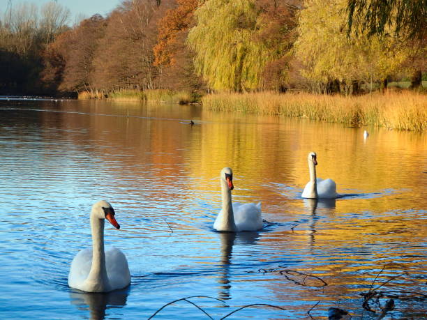 istock Family of swans 1212041892