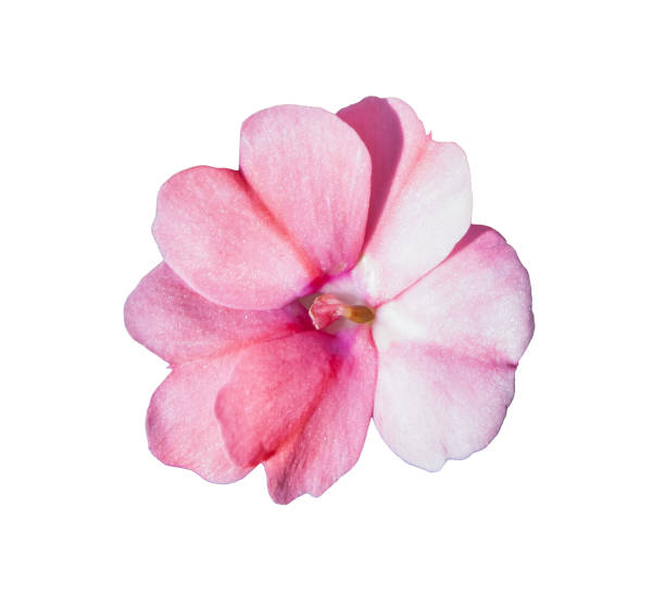 istock shimmering pink impatiens flower 1212043078