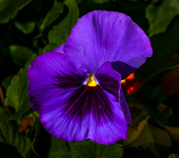 istock purple pansy flower closeup 1212043247