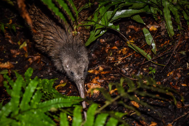 istock Kiwi at Rakiura / Stewart Island 1212043313