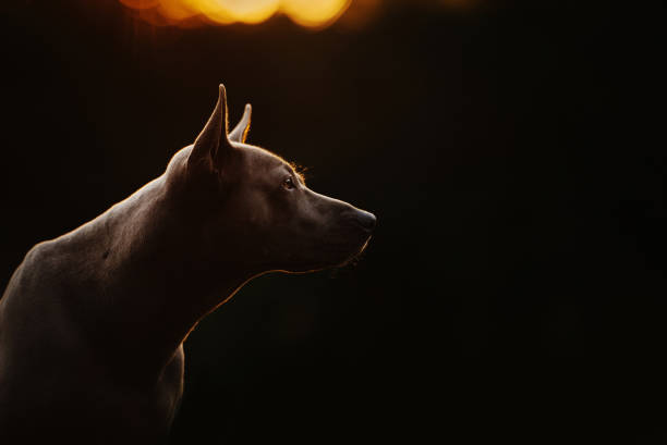 istock thai ridgeback dog portrait in summer at sunset 1212043530