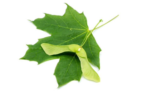 흰색 배경에 고립 된 녹색 단풍 나무 단풍 나무 잎 - maple green maple keys tree 뉴스 사진 이미지