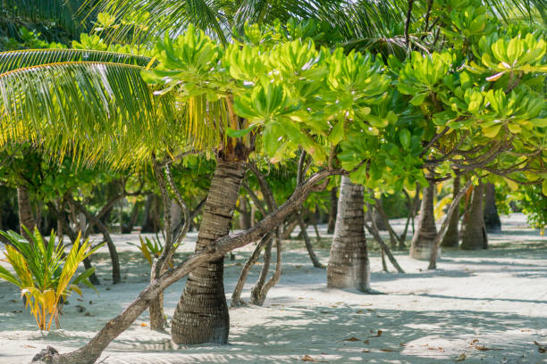 istock Coconut palms on sunny beach in Maldives 1212043892